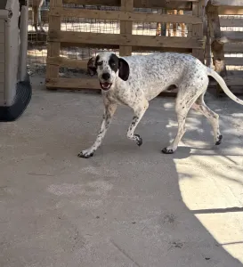 Hund Sami adoptieren