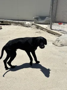 Hund Zero adoptieren