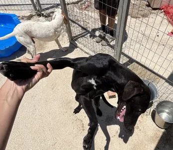 Adoptie hond Azour