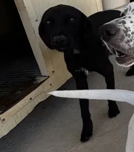 Hund Zero adoptieren