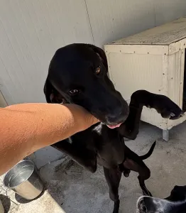 Adoptie hond Azour