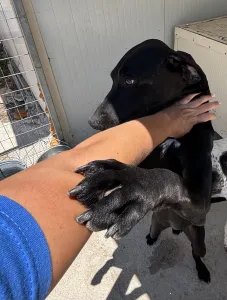 Adoptie hond Azour