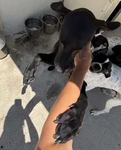 Adoptie hond Azour
