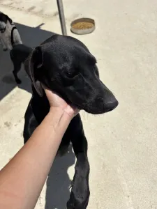 Adoptie hond Azour