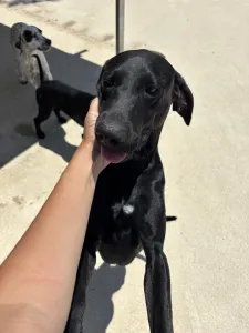 Adoptie hond Azour