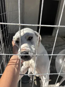 Adoptionsprofil für Bellitsa