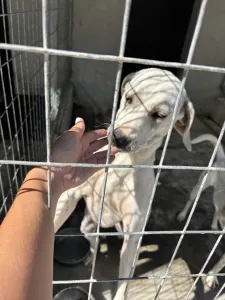 Hund Bellitsa adoptieren