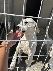 Hund Bellitsa adoptieren