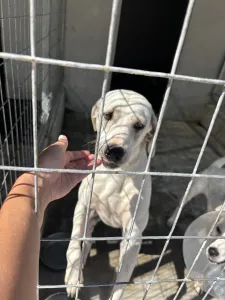 Hund Bellitsa adoptieren