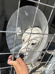 Adoptionsprofil für Meli