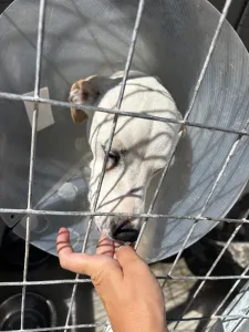 Hund Meli adoptieren