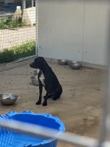 Adoptionsprofil für Micky
