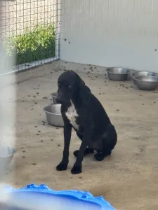 Hund Micky adoptieren