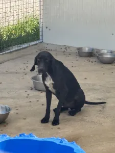 Hund Micky adoptieren
