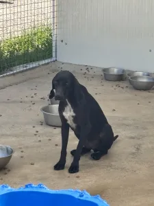 Hund Micky adoptieren