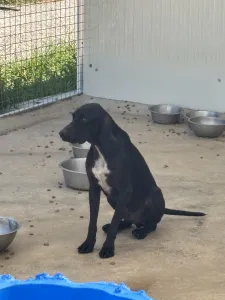Hund Micky adoptieren