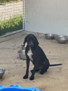 Hund Micky adoptieren