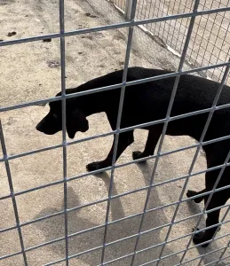 Hund Micky adoptieren