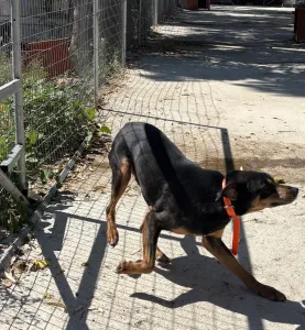 Adoptionsprofil für Bruno
