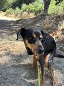 Adopt Bruno