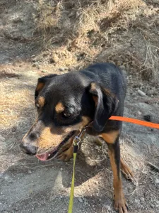 Adopt Bruno