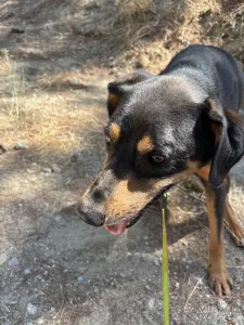 Adopt Bruno