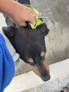 Adopt Bruno