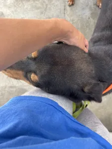 Adopt Bruno