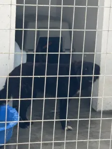 Adopt Bella