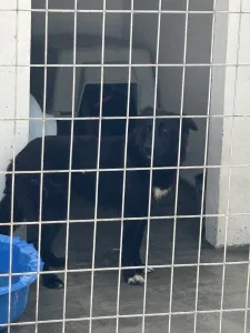 Adopt Bella