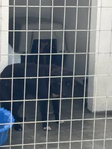 Adopt Bella