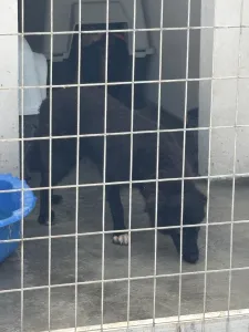Adopt Bella