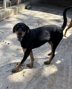 Hund Klov adoptieren