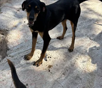 Hund Klov adoptieren