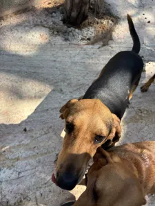 Adopt Pix
