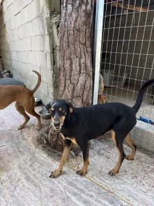 Hund Klov adoptieren