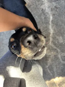 Hund Klov adoptieren