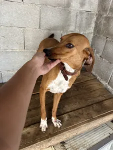 Adoptie hond Tara