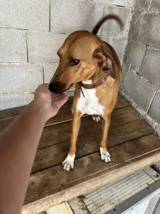 Adoptie hond Tara