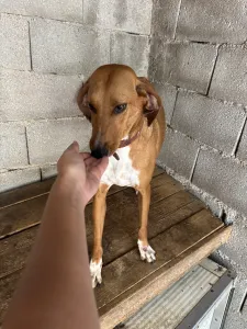 Adoptie hond Tara