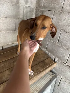Adoptie hond Tara