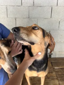 Adopt Pix