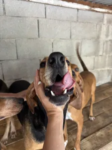 Adopt Pix