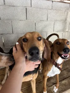 Adopt Pix