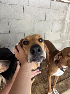 Adopt Pix