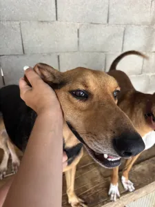 Adopt Pix