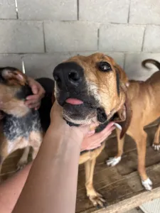 Adopt Pix
