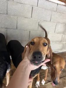 Adopt Pix