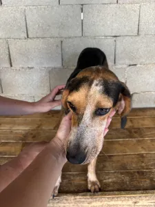 Hund Clara adoptieren