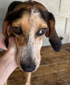 Hund Clara adoptieren